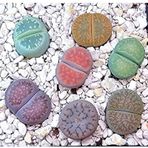 20 Adet Lithops Mix Tohumu