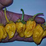 20 Adet Lucifer's Lemons Biber Tohumu