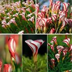 20 Adet Oxalis Versicolor Çiçeği Tohumu