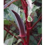 20 Adet Red Burgundy Bamya Tohumu