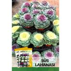 20 Adet Süs Lahanası Çiçek Tohumu