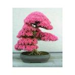 20 Adet Tohum Bodur Pembe Erguvan Bonzai Agac Ekim Seti Saksi Toprak Surpriz Hediye Bonsai Tohumlu
