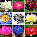 20 Adet Tohum Nadir Karışık Renkli Lotus Su Çiçeği Tohumu Nilüfer