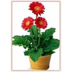 20 Adet Tohum Nadir Kırmızı Gerbera Çiçeği Tohumu Saksı Toprak He