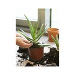 20 Adet Tohum Organik Aleovera Çiçeği Tohumu Balkon Aloevera Çiçe