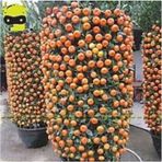 20 Adet Tohum Organik Hobi Bahce Balkon Mandalina Bonsai Agac Tohum