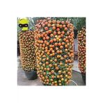 20 Adet Tohum Organik Hobi Bahce Balkon Mandalina Bonsai Agac Tohum