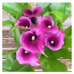 20 Adet Tohum Organik Mor Calla Lily Cicek Tohumu Afrika Col Cicegi Calla Lily Surpriz Hediye Tohum