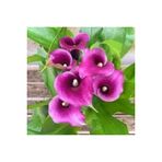 20 Adet Tohum Organik Mor Calla Lily Cicek Tohumu Afrika Col Cicegi Calla Lily Surpriz Hediye Tohum