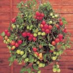 20+ Alman Gartenperle Sarkan Domates Tohumu N11.1236