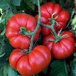 200 Adet Tohum Erkenci Iri Marmande Domates Tohumu Domates Tohumu Saksı Toprak Hediyemizdir