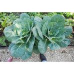 200+ Kara Lahana Tohumu - Geleneksel N11.4331