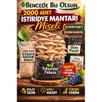 2000 Adet Istiridye Mantarı Miseli Tohumu Vakumlu A Plus Kalite