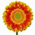 25 Adet K.sarı Gerbera Çiçeği Tohum+10 Adet Lale Tohumu