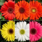 25 Adet Karisik Gerbera Cicegi Tohum + 10 Adet Lale Tohumu N11.7559