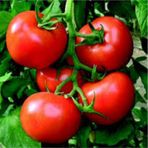 25 Adet Mega Paket Falkon Bol Verimli Erkenci Domates Tohumu