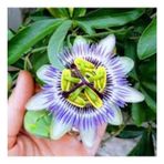 25 Adet Nadir Passiflora Çarkıfelek Çiçek Çiçeği Tohumu Saksı Top