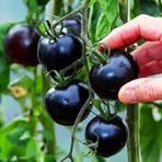 25 Adet Tohum Nadir Black Domates Tohumu Çeri Cherry Siyah Domate