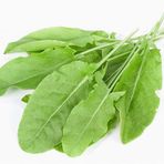 250+ Kuzu Kulağı Otu Tohumu- Limon Aromasında N11.2704