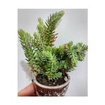 (2adet) Mavi sedum cicegi fidesi-(10-15 cm ) yer örtucu -mezar cicegi- kabir cicegi-yayilici bitki