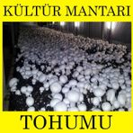 2kg Kültür Mantarı Tohumu