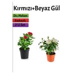 2'li Bahçe Seti Kırmızı+ Beyaz Gül Fidanı Saksılı Dış Mekan Bitkileri, SRD04022025BYB460
