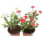 2'li Euphorbia Milli Dikenler Tacı Kırmızı Beyaz Çiçekli 20CM Iç Mekan Dekoratif Bitki