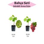 2'li Meyve Seti Çekirdekli Üzüm +Kırmızı Üzüm Fidanı, BTSNU270315