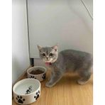 2'li Seramik Kedi Köpek Mama ve Su Kabı 12 cm (300 Ml),seramik Kedi Mama Kabı