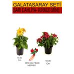 2'li Set Sarı Dahliya+ Kırmızı Mine + Hediyelik Kırmızı Gül Fidanı, SRD03022025BYB582