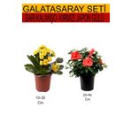2'li Set Sarı Kalanşo+ Kırmızı Japon Gülü, BTSNU08042443