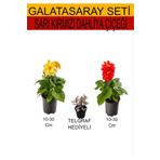 2'li Set Sarı- Kırmızı Dahliya Çiçeği+Hediyelik Telgraf Çiçeği, SRD03022025BYB133