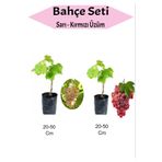 2'li Set Sarı+Kırmızı Üzüm Fidanı, SRD12022025BYB146