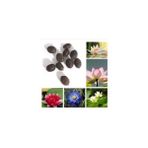 3 Adet 3 Renk Lotus Cicegi (Nilufer) Tohumu