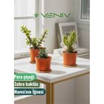 3 Adet Canlı Kaktüs - Para Çiçeği- Havva'nın İğnesi- Zebra Kaktüs 3