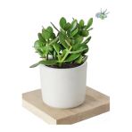 3 Adet Crassula Ovata Şans Para Çiçeği Şık Dekoratif Saksıda