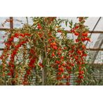 3 Adet Goji Berry Nq7 Fidanı Tüplü Aşılı ..12 Aydikim .