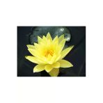 3 Adet Sarı Renkli Lotus (Nilüfer) Çiçeği Tohumu