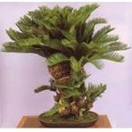 3 Adet Tohum Bodur Bonsai Palmiye Ağacı Bonsai Tohum Ata Tohum Sürpriz Hediye Tohum
