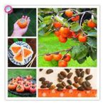 3 Adet Tohum Trabzon Hatay Hurmasi Bonsai Tohumu Yadigari Hurma Yas Hurma Tohumu