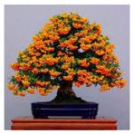 3 Adet Tohum Yeni Dunya Ates Dikeni Bodur Bonzai Bonsai Meyvesi Saksi Toprak Surpriz Hediye Tohum