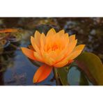 3 Adet Turuncu Renk Lotus Çiçeği Nilüfer Tohumu