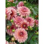 3 Adet Yavruağzı Renk Yıldız (Dahlia) Çiçek Soğanı