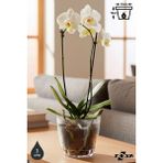 3 Litre Kristal Orkide Saksısı Set Tabaklı Şeffaf Plastik Saksı Seti - 3L - 4 Adet