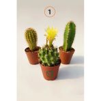 3 Lü Kaktüs Set - (2) Echinopsis Subdenudata, Notocactus Leninghausii, Echinocereus Mirabilis