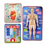 3 Set -106 Parça İç Organlar , İskelet Sistemi Ve Takvimi Öğreniyorum Keçe Cırtlı Duvar Panoları