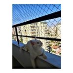 3 X 9 Metre Kedi Koruma Filesi Balkon Filesi 2 Mm Kedi Güvenlik Filesi Bebek Güvenlk Filesi