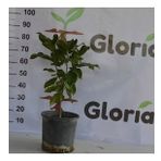 3 YAŞ 12 LT SAKSIDA MANOLYA ÇİÇEĞİ FİDANI BOY 70-90 CM