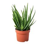 3 Yaş Aloevera Fidanı, Torbalı ve Tüketime Uygun