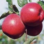 3 Yaş, Aşılı Elma Fidanı FUJİ ZHEN AZTEC, Torbada